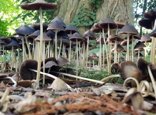 paddenstoelen en 3 misverstanden over redactie