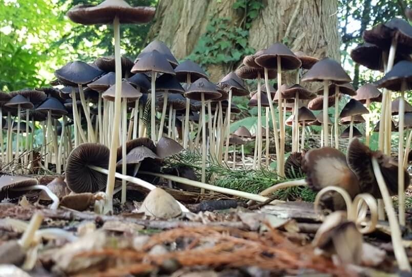 paddenstoelen en 3 misverstanden over redactie